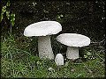 Toadstools