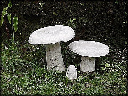 Flat Cap Toadstool Clump from Dorset Toadstools Holdenhurst