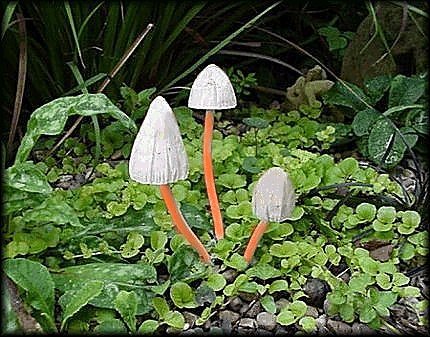 Slender Stem Toadstool Clumps from Dorset Toadstools Holdenhurst
