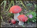 Mushrooms