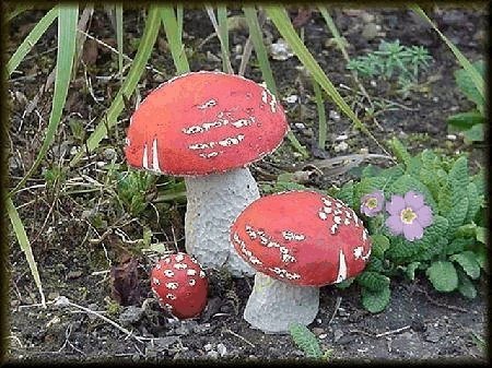 Speckled Dome Toadstool Clump from Dorset Toadstools Holdenhurst
