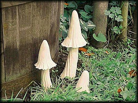 Tall Gentleman Toadstool Clump from Dorset Toadstools Holdenhurst
